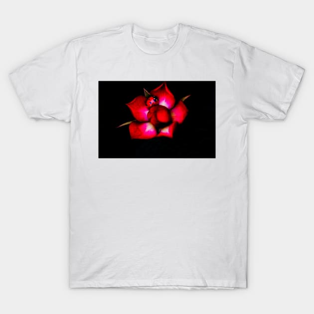 Ladybird on a Red Rose T-Shirt by captureasecond